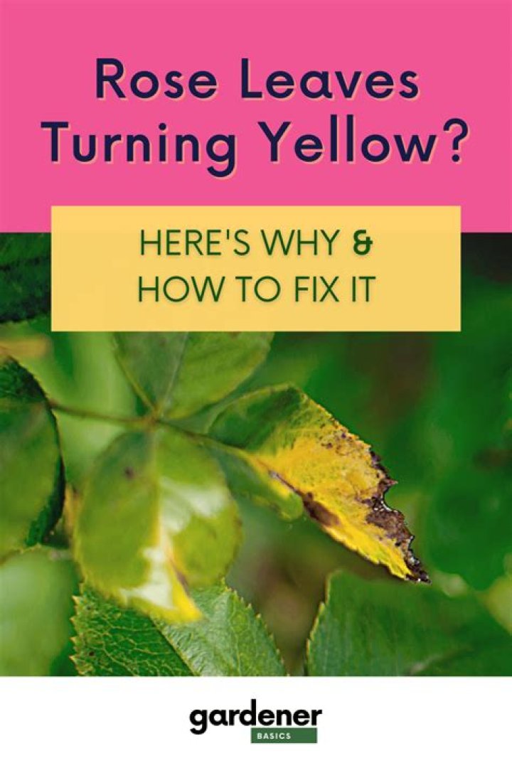 Why are my braces turning yellow?