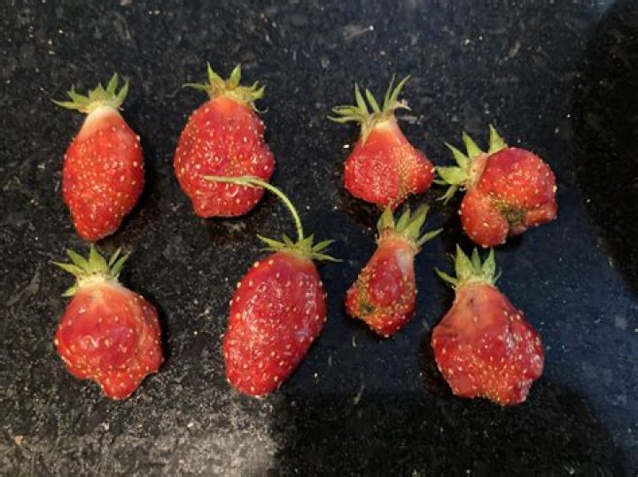 Why are my strawberries tart?