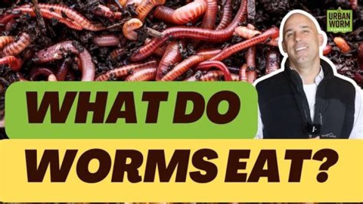 Why are my worms in the bottom tray?