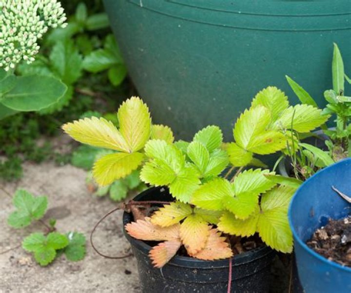Why are strawberry leaves red?