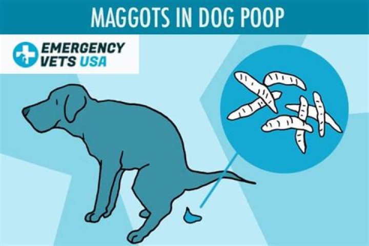Why are there maggots in my dog's poop?