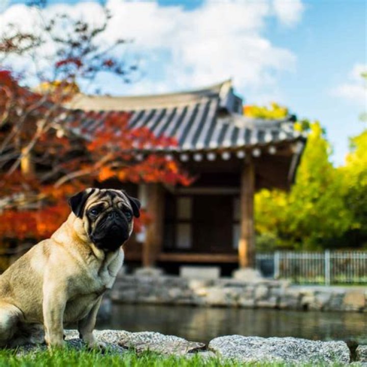 Why are they called sun dogs?