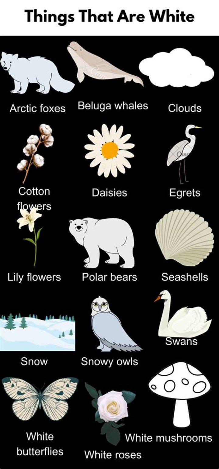 Why are white toes so popular?