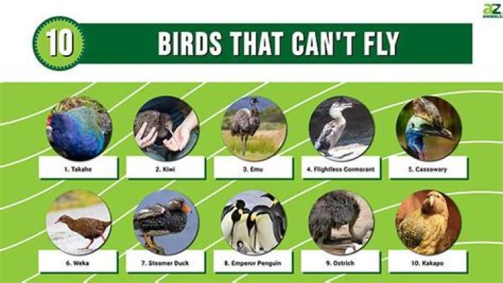 Why can birds touch power lines but humans can t?