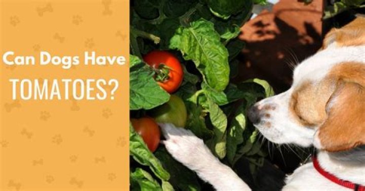 Why can't dogs eat tomatoes?