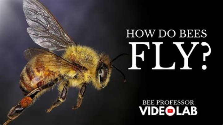 Why do bees chase you if you run?
