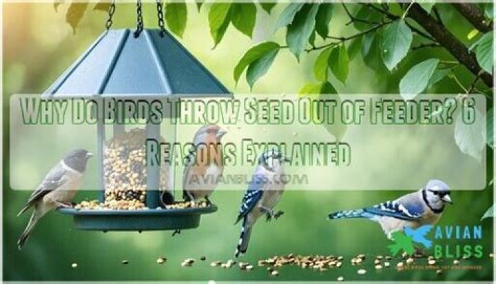 Why do birds throw seed out of feeder?