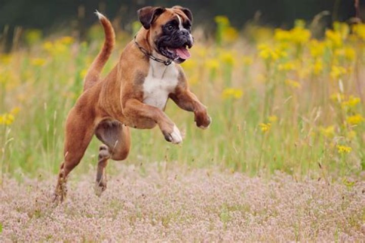 Why do boxers spit water out?