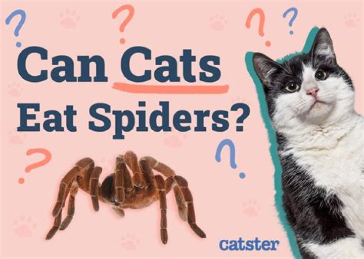 Why do cats eat spiders?