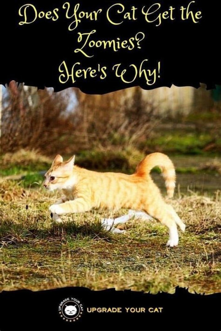 Why do cats get poop Zoomies?