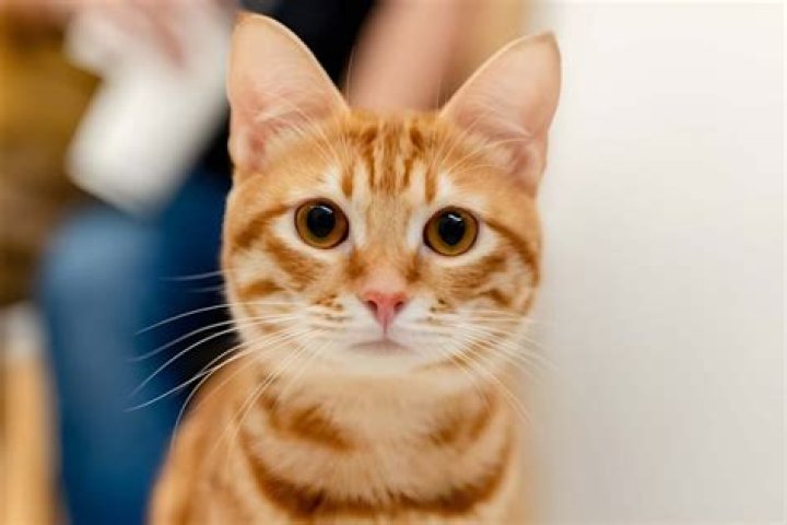 Why do cats have an M on their forehead?