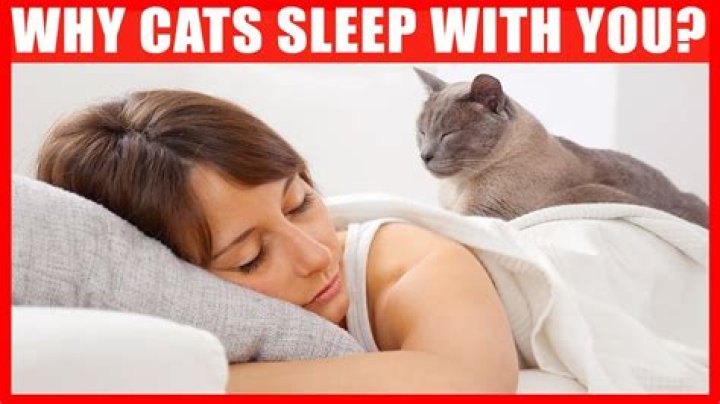 Why do cats like to sleep with you?