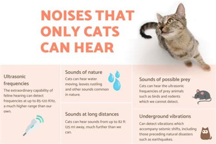 Why do cats make loud crying noises?
