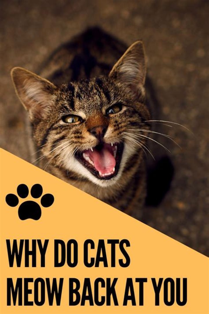 Why do cats meow back at you?