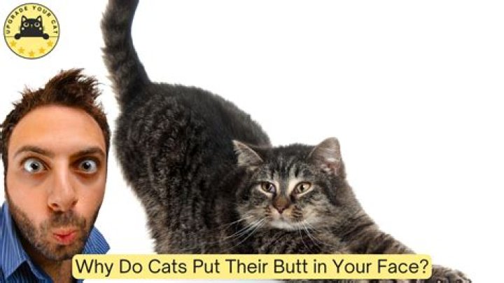 Why do cats put their bums in your face?