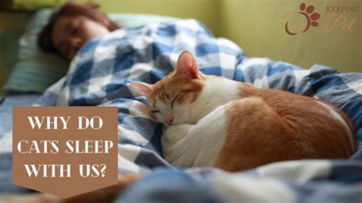 Why do cats want to sleep with their owners?