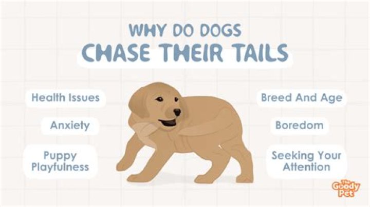 Why do dogs chase their tails?