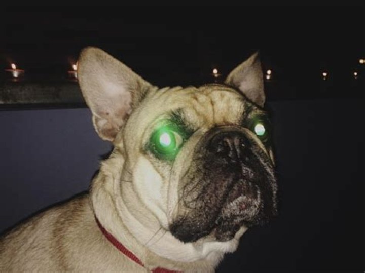 Why do dogs eyes twitch?