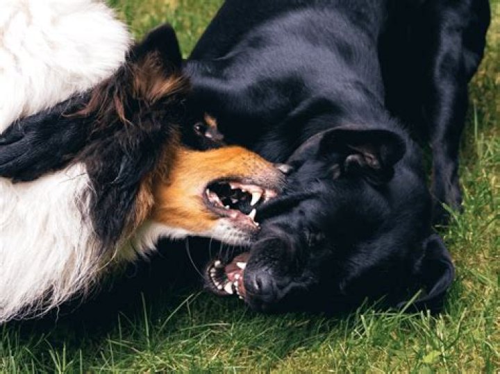 Why do dogs get aggressive towards their owners?