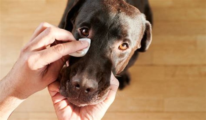 Why do dogs get eye boogers?