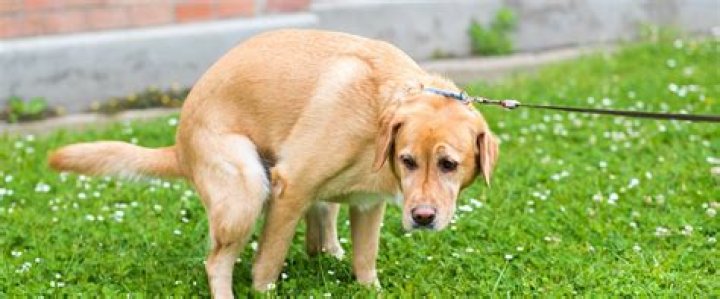 Why do dogs go around in circles before they poop?