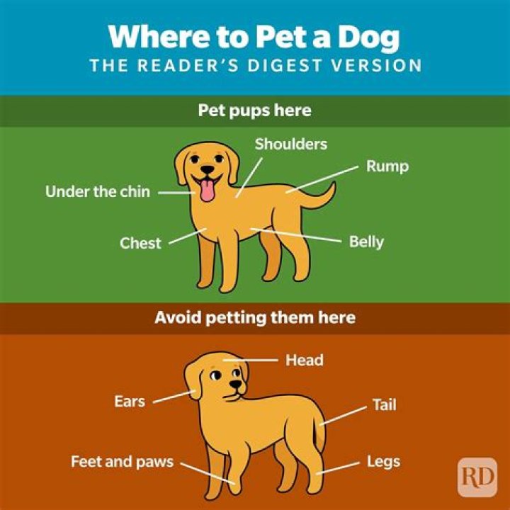 Why do dogs groan when you pet them?