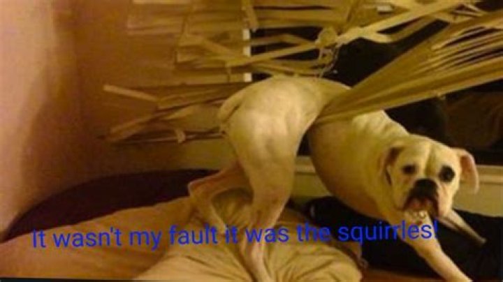 Why do dogs grunt and moan?