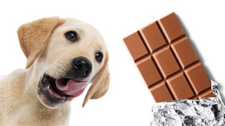 Why do dogs have chocolate?
