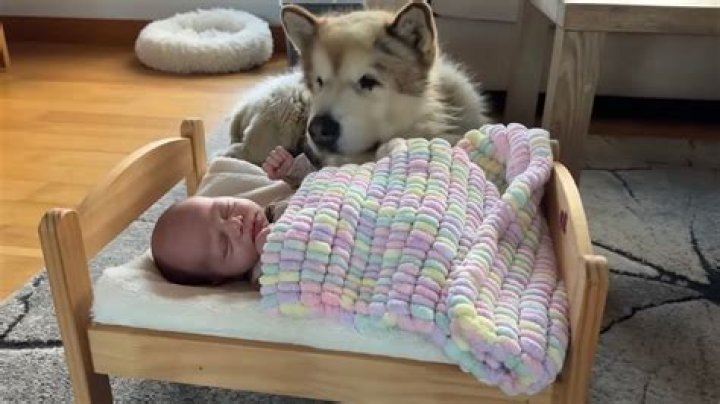 Why do dogs love bread?