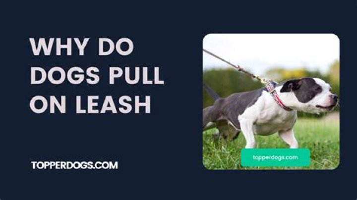 Why do dogs pull on leash?