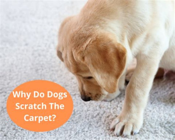 Why do dogs scratch on carpet?