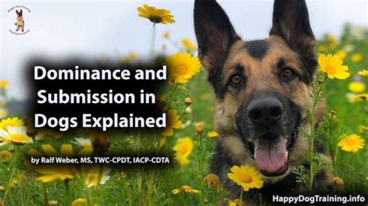 Why do dogs show submission?