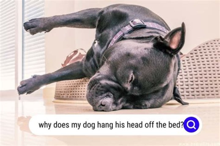Why do dogs throw their heads back?
