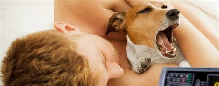 Why do dogs wake up so easily?