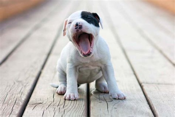 Why do dogs yawn?