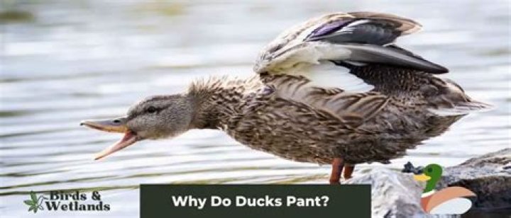 Why do ducks twitch their wings?