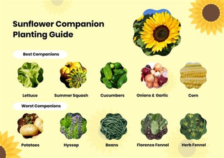Why do farmers plant sunflowers around corn?
