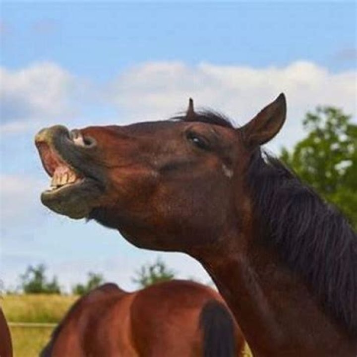 Why do horses neigh?