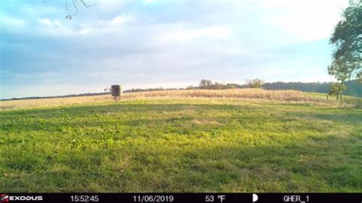 Why do I never see bucks?