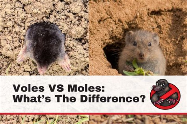 Why do I suddenly have moles in my yard?