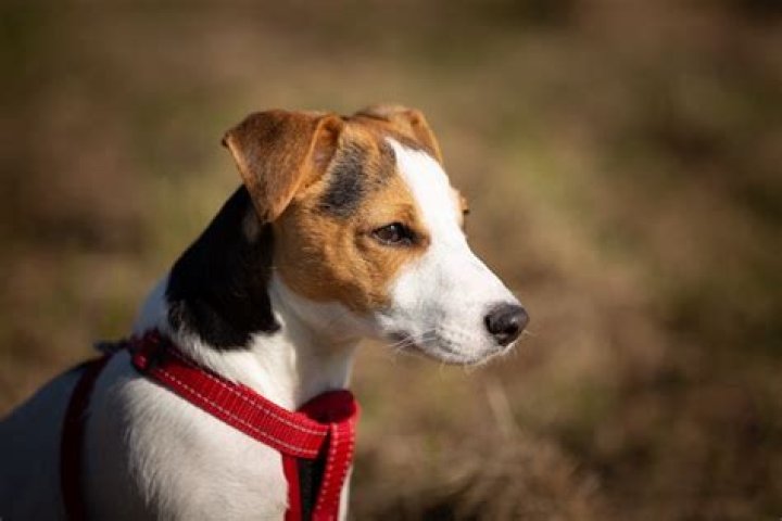 Why do Jack Russells bite so much?
