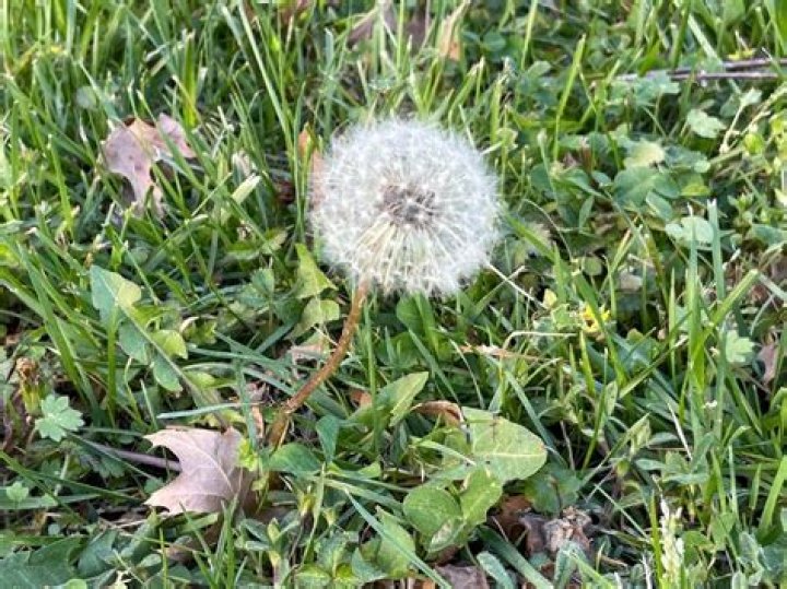 Why do many gardeners welcome dandelions?