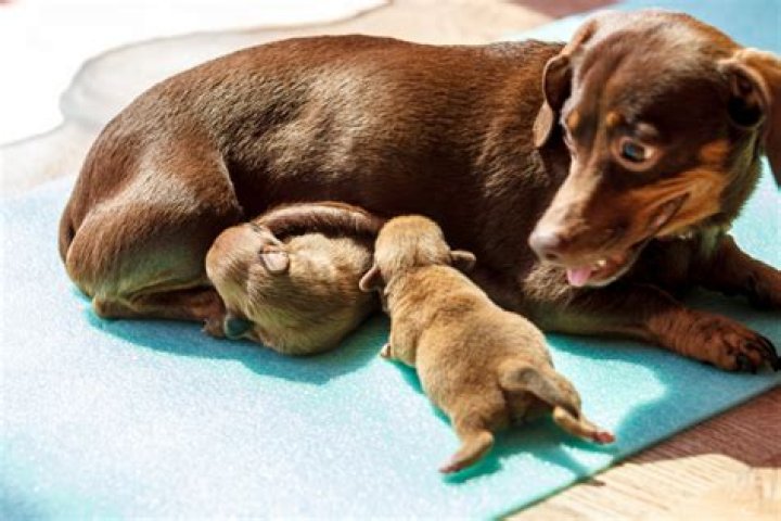Why do mother dogs lick their puppies poop?