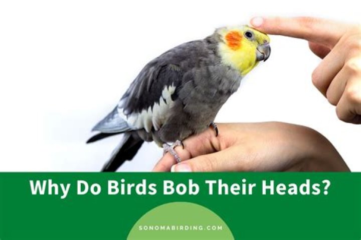 Why do rats bob their heads?