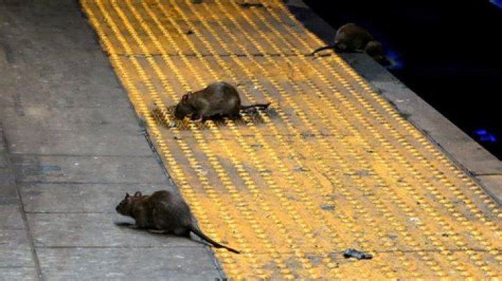 Why do rats go up trees?