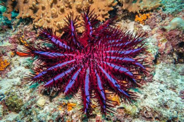 Why do starfish eat coral?