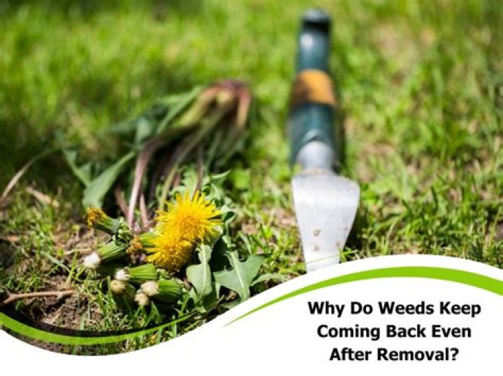 Why do weeds keep coming back?