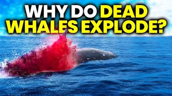 Why do whales explode after dying?