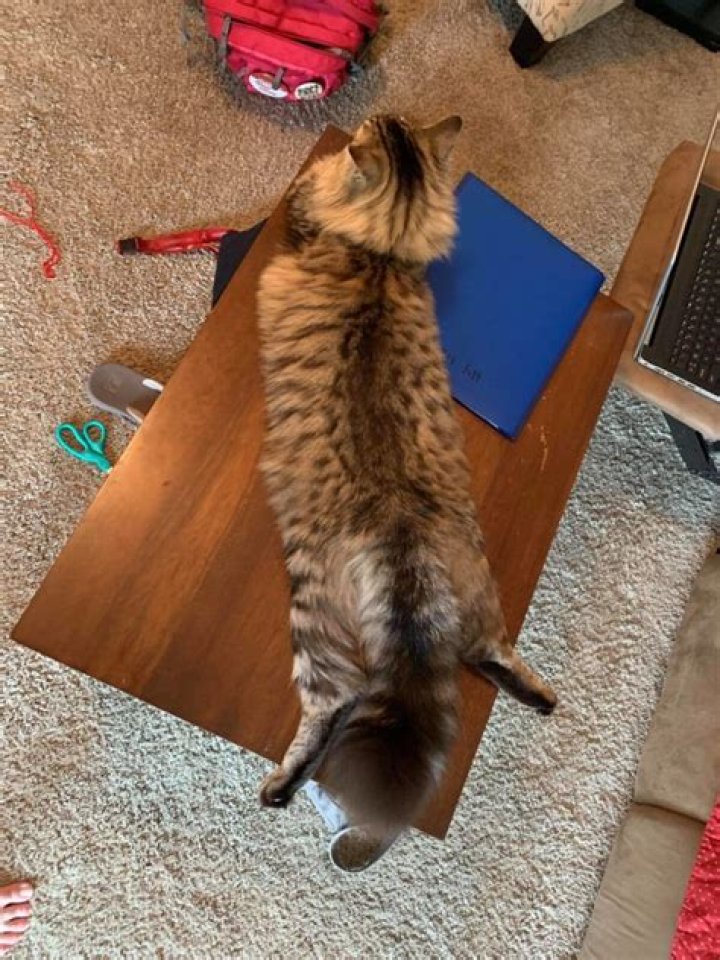 Why does a cat Sploot?