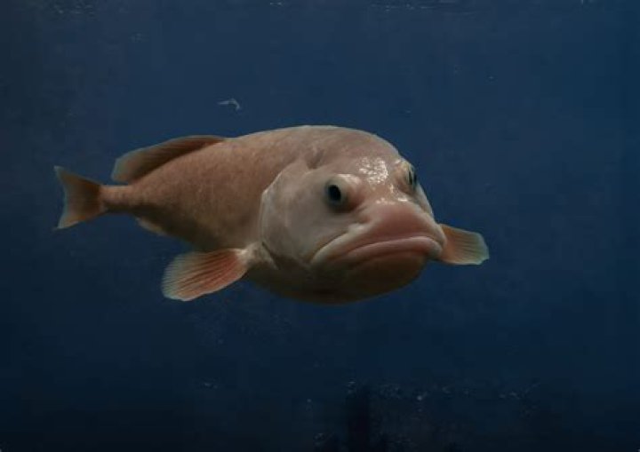 Why does a fish fork have a hole in it?